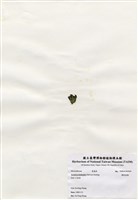 藏品(蘚狀束藻)的圖片